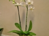 Orkide