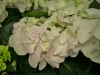 Lys rosa hortensia