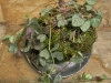 Mosepakket Ceropegia