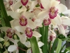 Cymbidium orkide
